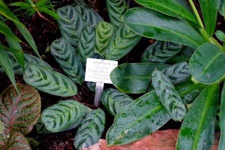 Calathea stromanthifolia - Botanischer Garten - Heidelberg, Germany - DSC01032