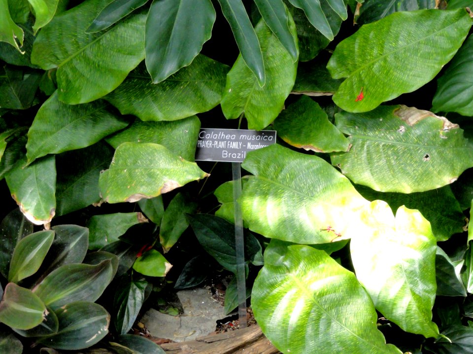 Calathea bella (Calathea musaica) - United States Botanic Garden - DSC09592