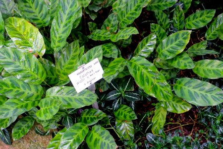 Calathea wiotii - Botanischer Garten - Heidelberg, Germany - DSC01077