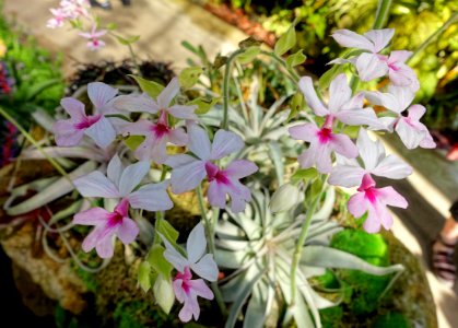 Calanthe vestita - Marie Selby Botanical Gardens - Sarasota, Florida - DSC00901