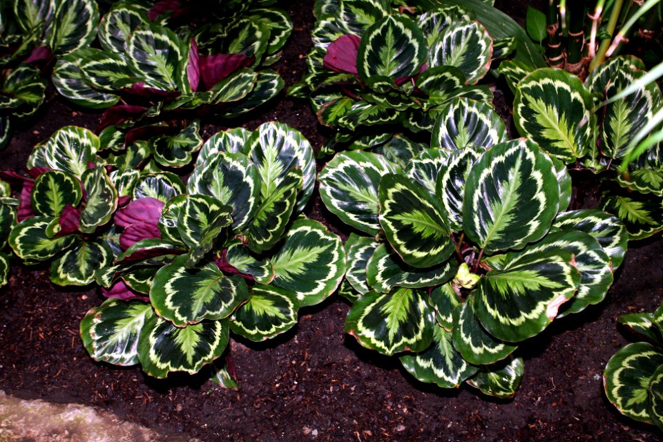 Calathea roseopicta3