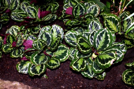 Calathea roseopicta3