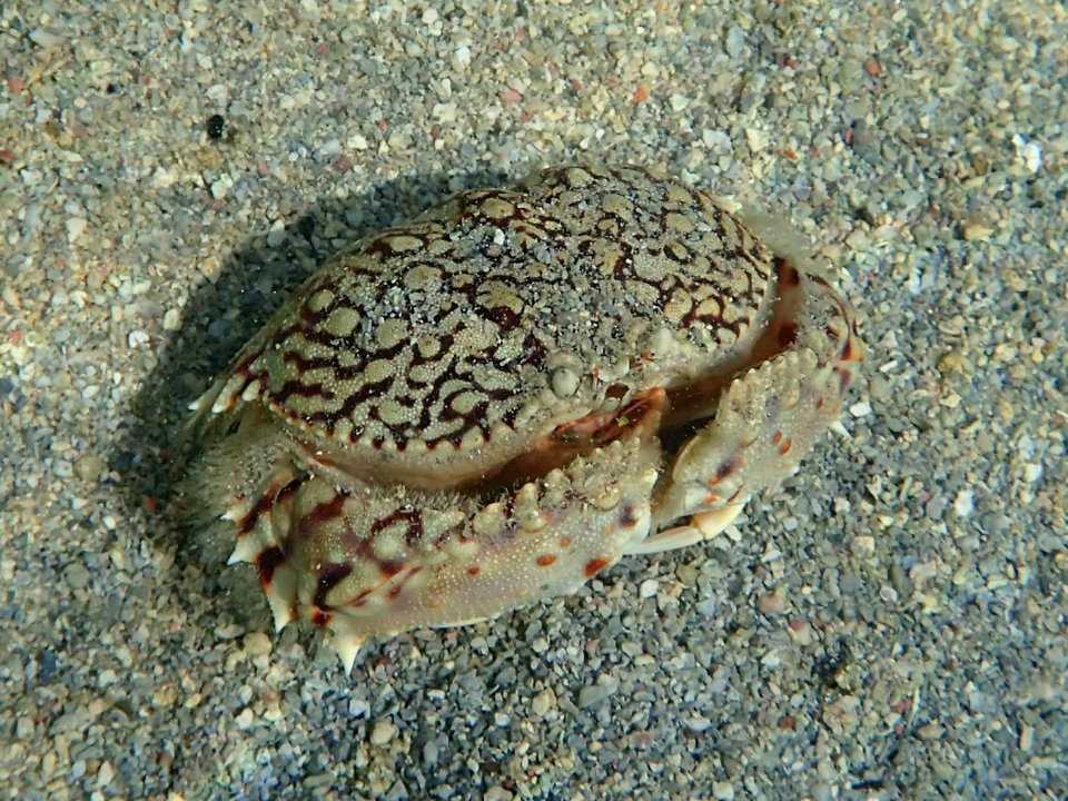 Calappa ocellata Belize