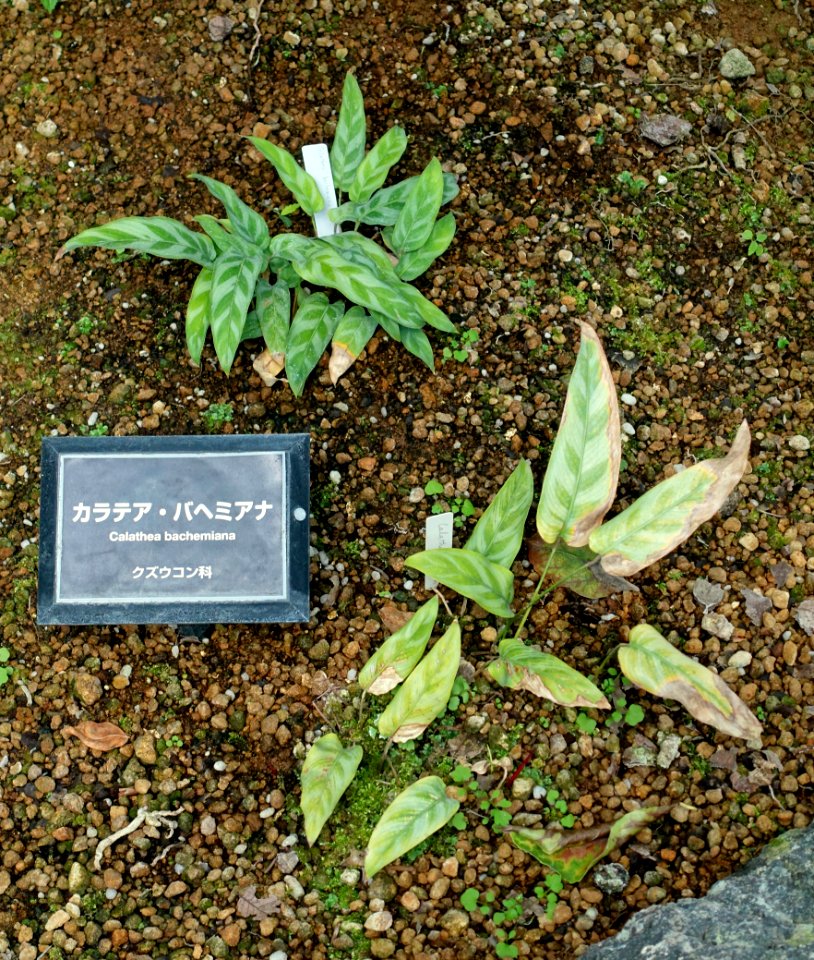 Calathea bachemiana - Shinjuku Gyo-en Greenhouse - Tokyo, Japan - DSC05812