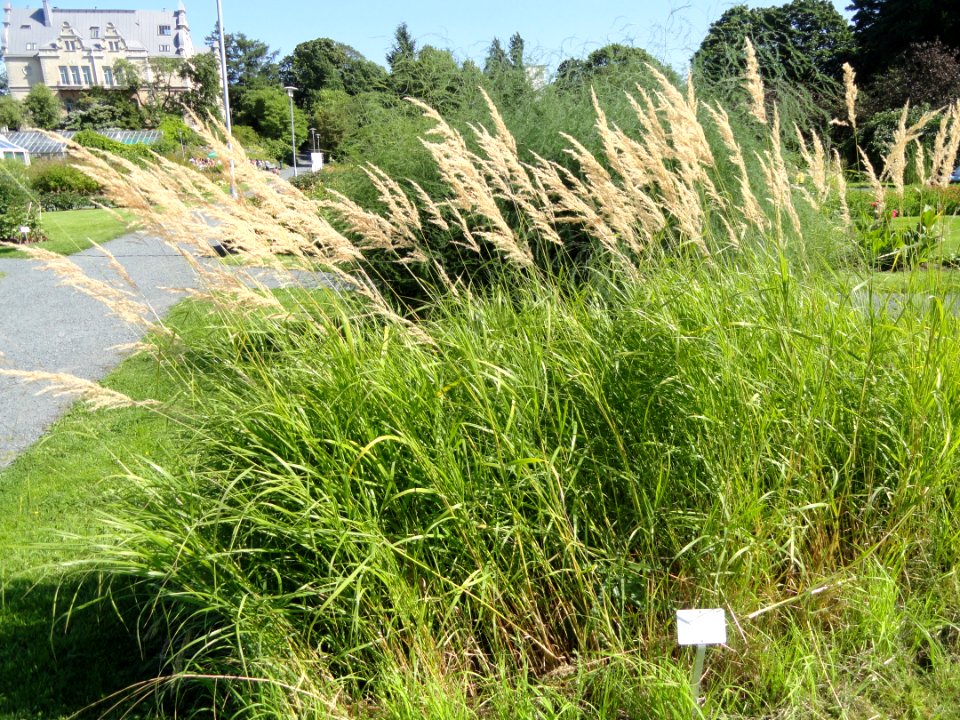 Calamagrostis purpurea - Botanical Garden in Kaisaniemi, Helsinki - DSC03548