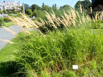 Calamagrostis purpurea - Botanical Garden in Kaisaniemi, Helsinki - DSC03548