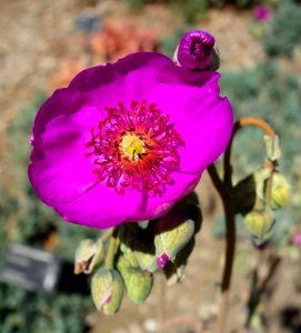 Calandrinia spectabilis - Leaning Pine Arboretum - DSC05596