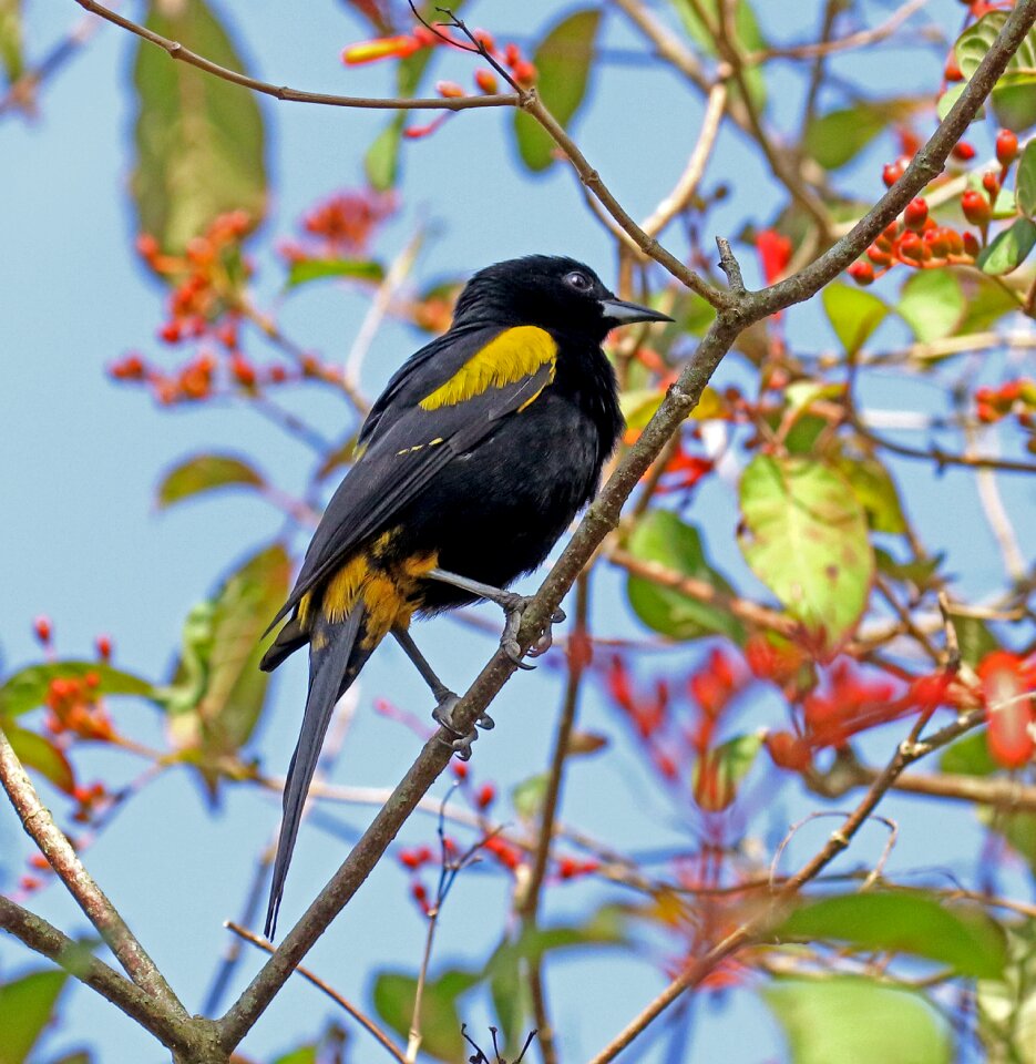Bird forest nature