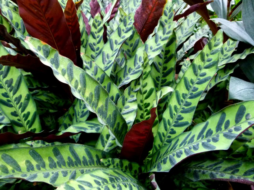 Calathea lancifolia cc5