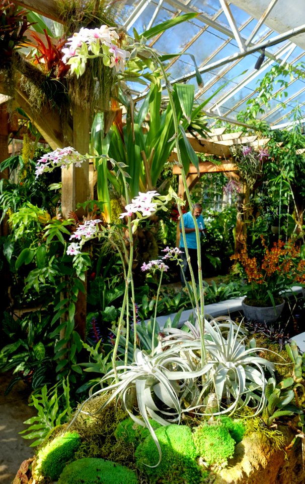 Calanthe aff. rubens - Marie Selby Botanical Gardens - Sarasota, Florida - DSC00893