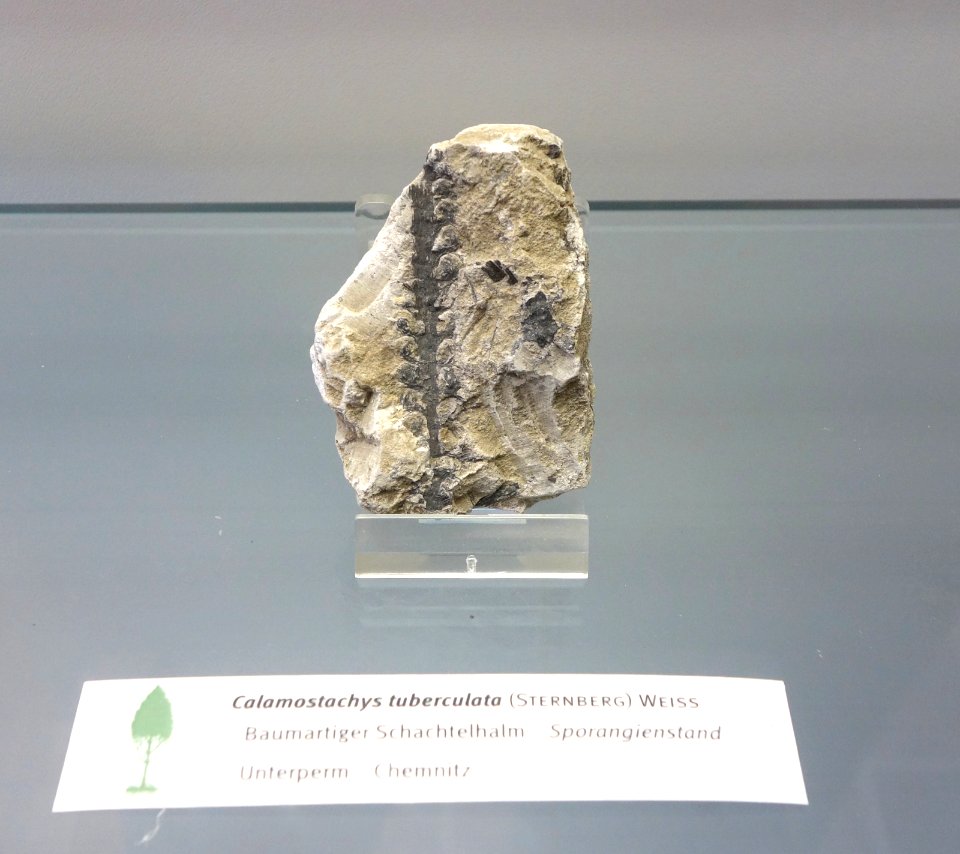 Calamostachys tuberculata fossil - Botanischer Garten, Dresden, Germany - DSC08495