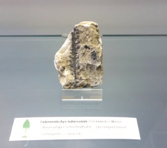Calamostachys tuberculata fossil - Botanischer Garten, Dresden, Germany - DSC08495