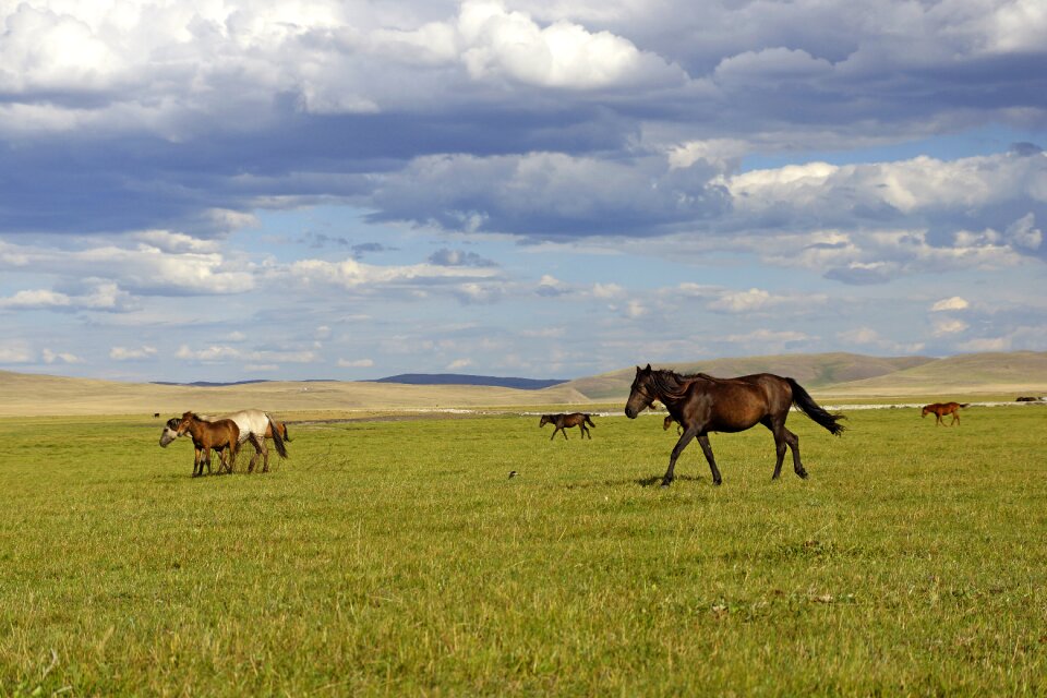 Prairie horses the head of the horse