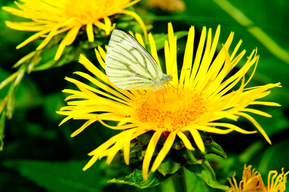 White pieris brassicae sitting on flower