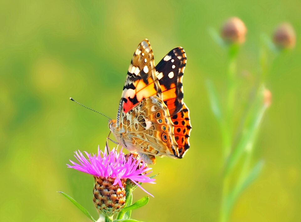 Summer meadow insect