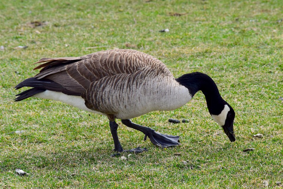 Nature bird animal