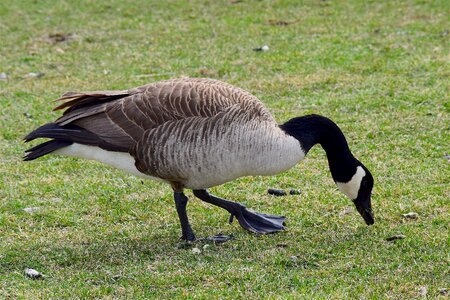 Nature bird animal photo