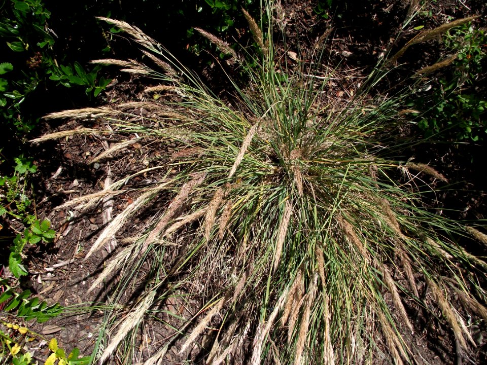 Calamagrostisfoliosa3