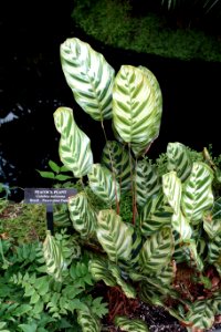 Calathea makoyana - Longwood Gardens - DSC01128