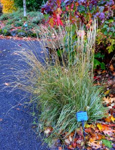 Calamagrostis × acutiflora 'Overdam' - Oregon Garden - Silverton, Oregon - DSC00212