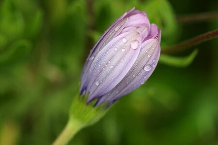 Plant nature flowers