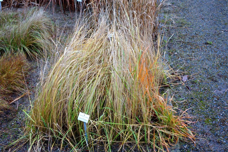 Calamagrostis epigejos - Botanischer Garten, Dresden, Germany - DSC08754