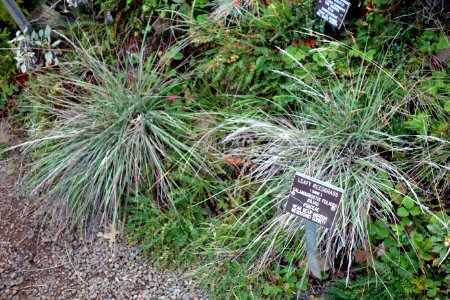 Calamagrostis foliosa - Regional Parks Botanic Garden, Berkeley, CA - DSC04515