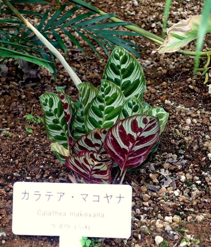 Calathea makoyana - Shinjuku Gyo-en Greenhouse - Tokyo, Japan - DSC05809