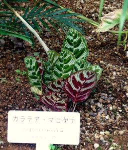 Calathea makoyana - Shinjuku Gyo-en Greenhouse - Tokyo, Japan - DSC05809