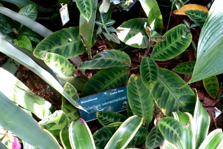 Calathea warscewiczii - Marie Selby Botanical Gardens - Sarasota, Florida - DSC01008