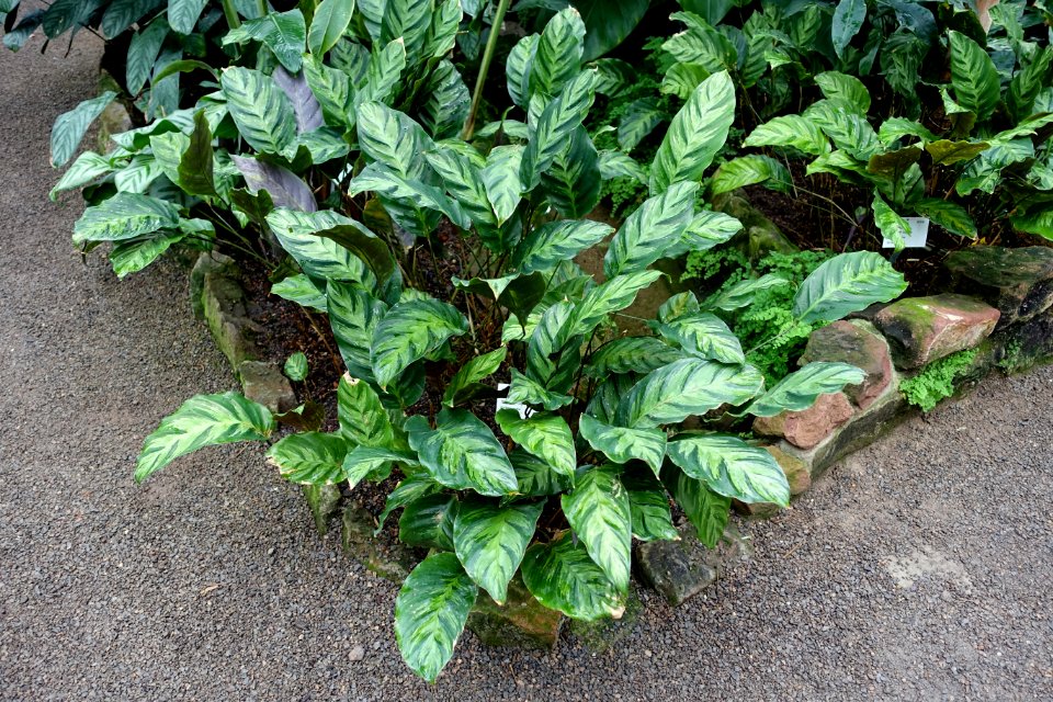 Calathea louisae - Botanischer Garten - Heidelberg, Germany - DSC01172