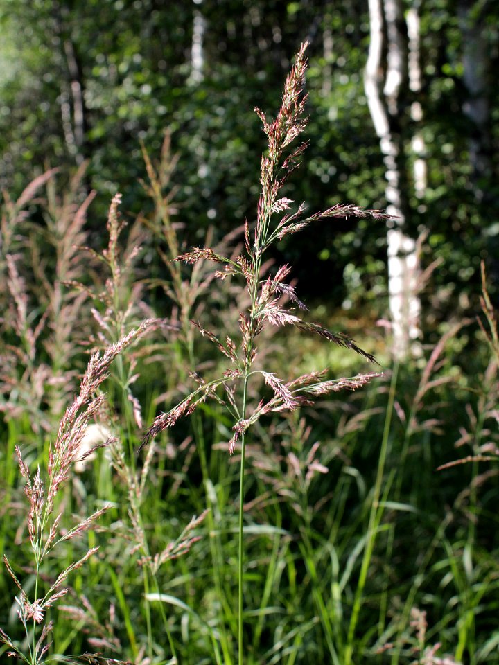 Calamagrostis phragmitoides Oulu, Finland 12.07.2013