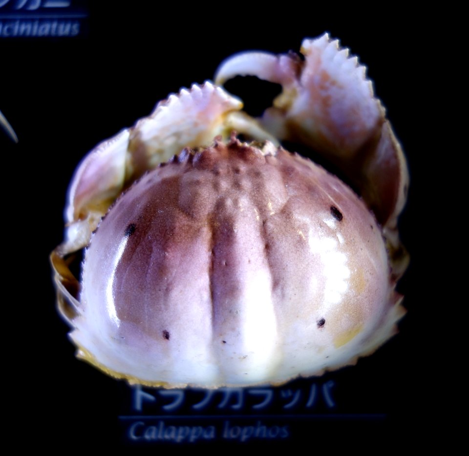 Calappa lophos - National Museum of Nature and Science, Tokyo - DSC06760
