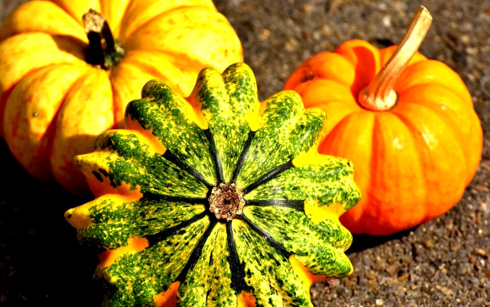 Decoration decorative squashes thanksgiving