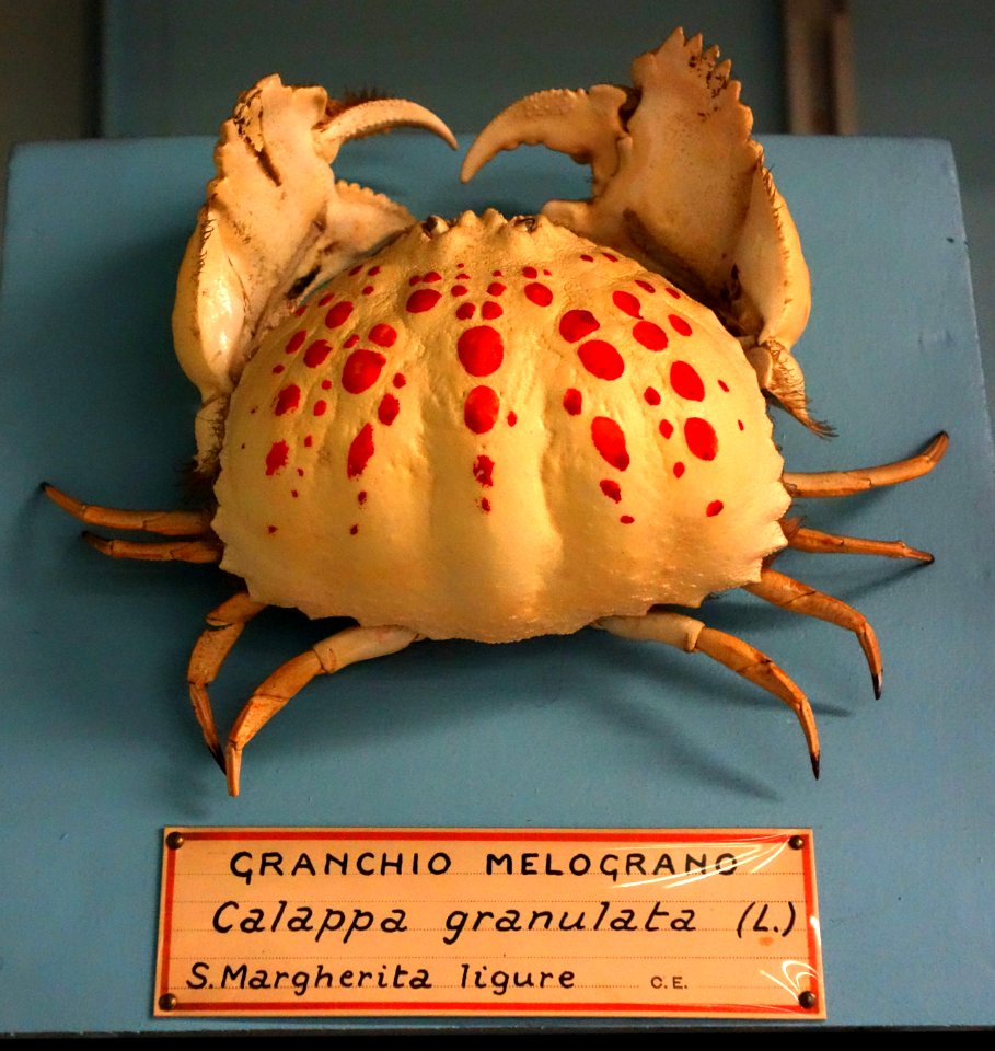 Calappa granulata - Museo Civico di Storia Naturale Giacomo Doria - Genoa, Italy - DSC03234