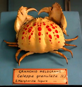 Calappa granulata - Museo Civico di Storia Naturale Giacomo Doria - Genoa, Italy - DSC03234