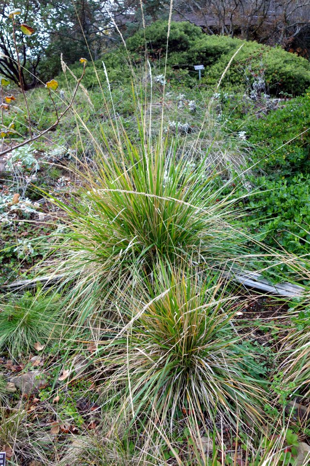 Calamagrostis nutkaensis - Regional Parks Botanic Garden, Berkeley, CA - DSC04513