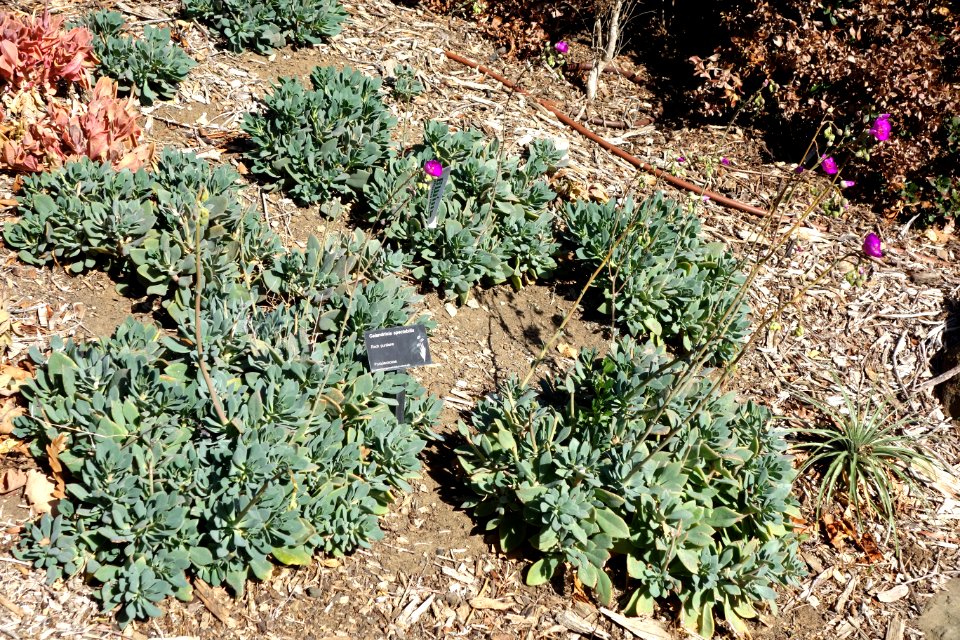 Calandrinia spectabilis - Leaning Pine Arboretum - DSC05594
