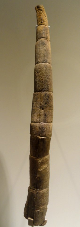Calamites, stem of the scouring rush, Carboniferous (Pennsylvanian), Mena, Polk County, Arkansas, USA - Houston Museum of Natural Science - DSC01747