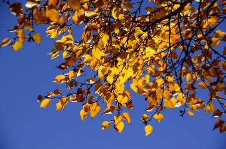 Golden autumn nature tree