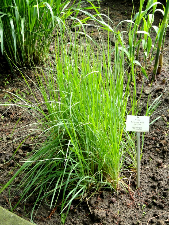 Calamagrostis epigejos - Botanischer Garten Freiburg - DSC06395