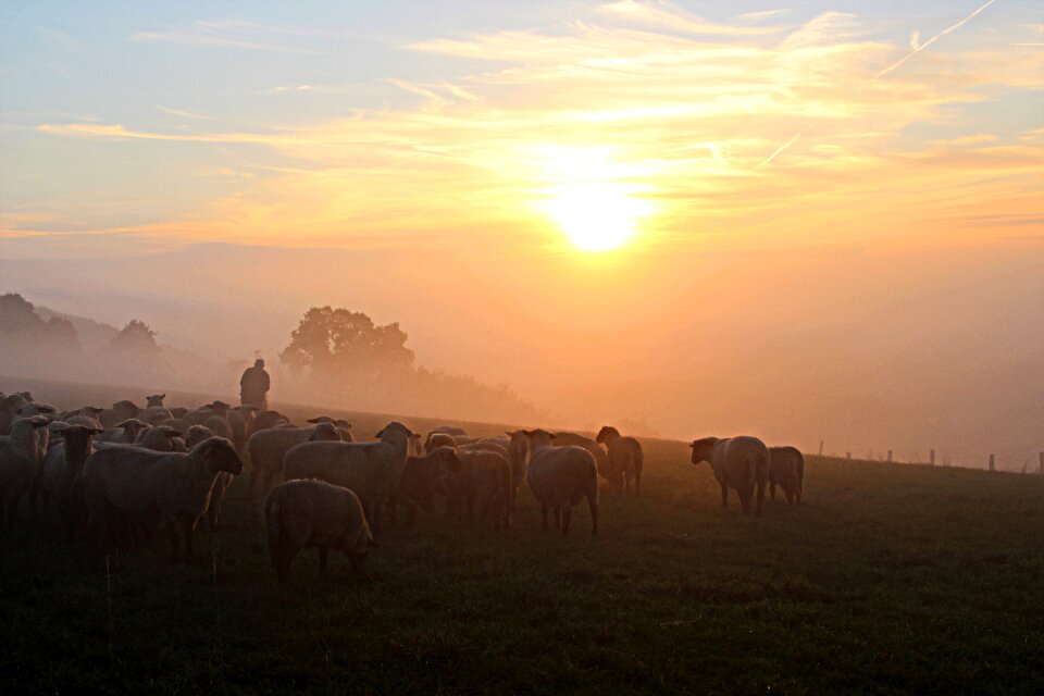 Sheep pasture flock