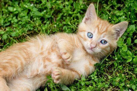 Young rescue shelter