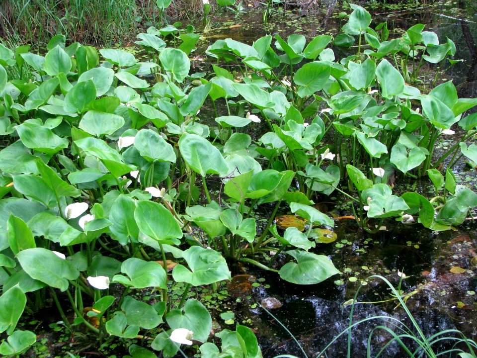 Calla palustris 7869