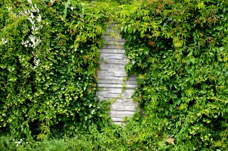 Overgrown green plant