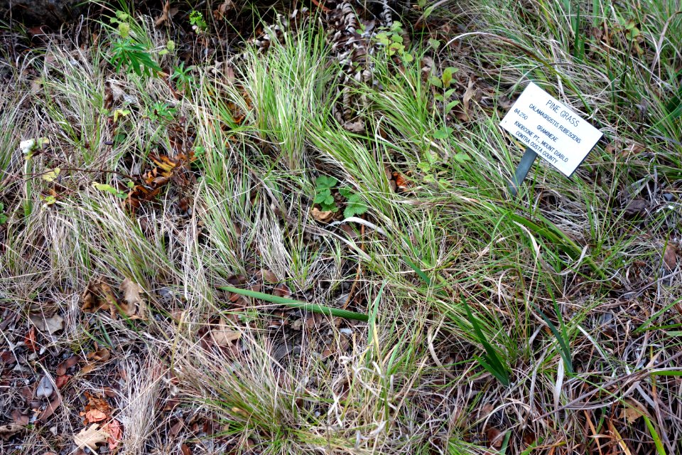 Calamagrostis rubescens - Regional Parks Botanic Garden, Berkeley, CA - DSC04538