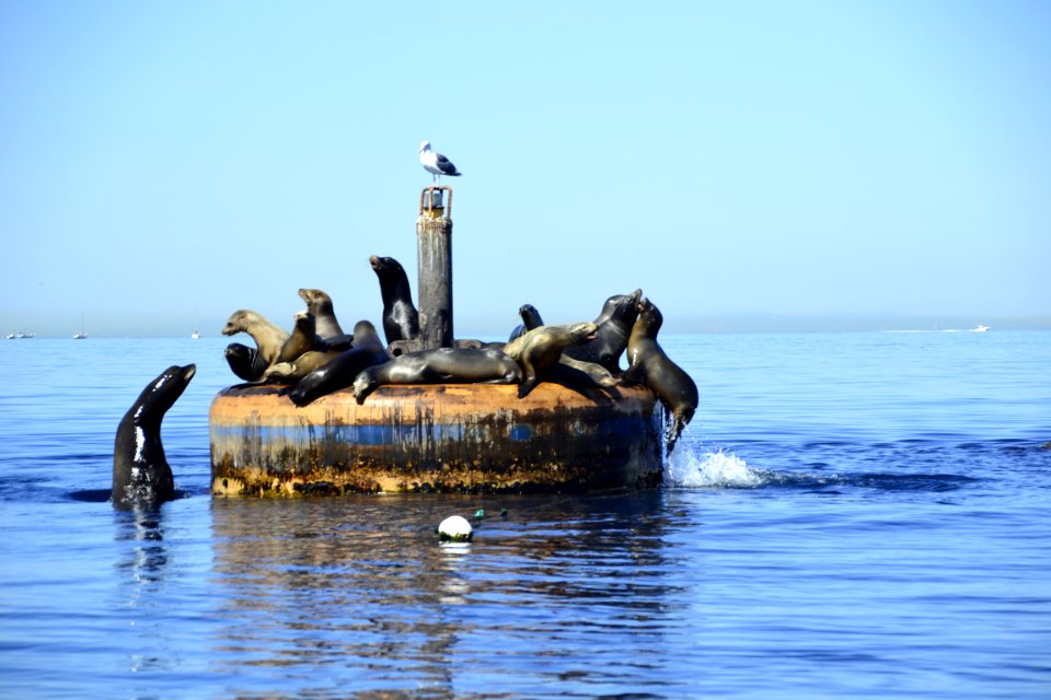 California sea lion (Zalophus californianus) Catalina pushed off 0