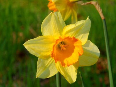 Bloom nature color