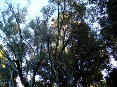 California Looking upwards at trees