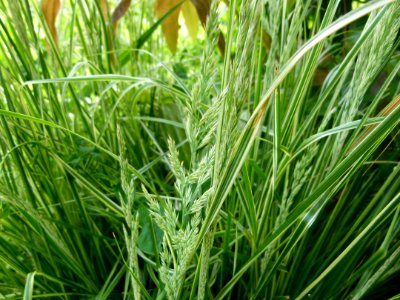 Calamagrostis x acutiflora "Overdam"